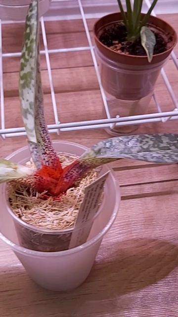 Внезапно погиб пафиопедилум Venustum.