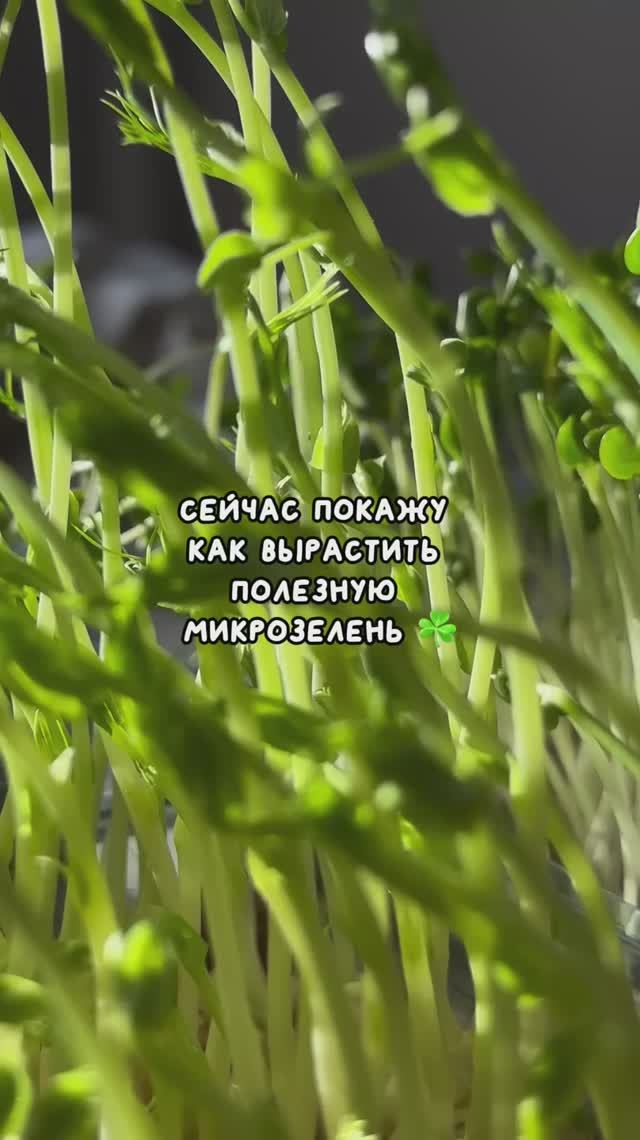Здесь очень много микроэлементов и витаминов 