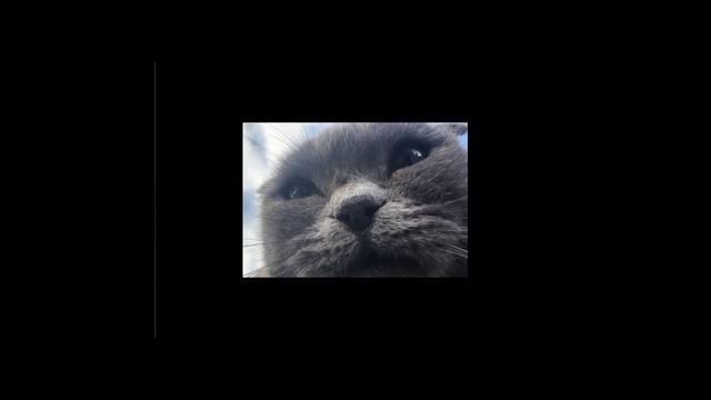 нашид
