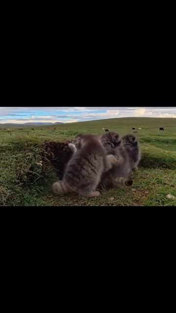 Манулы в природных условиях ❤️🥰😍😉🥰