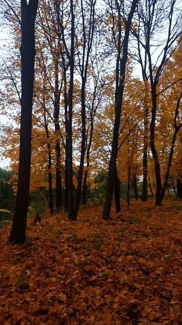 Осень в Ольшанке