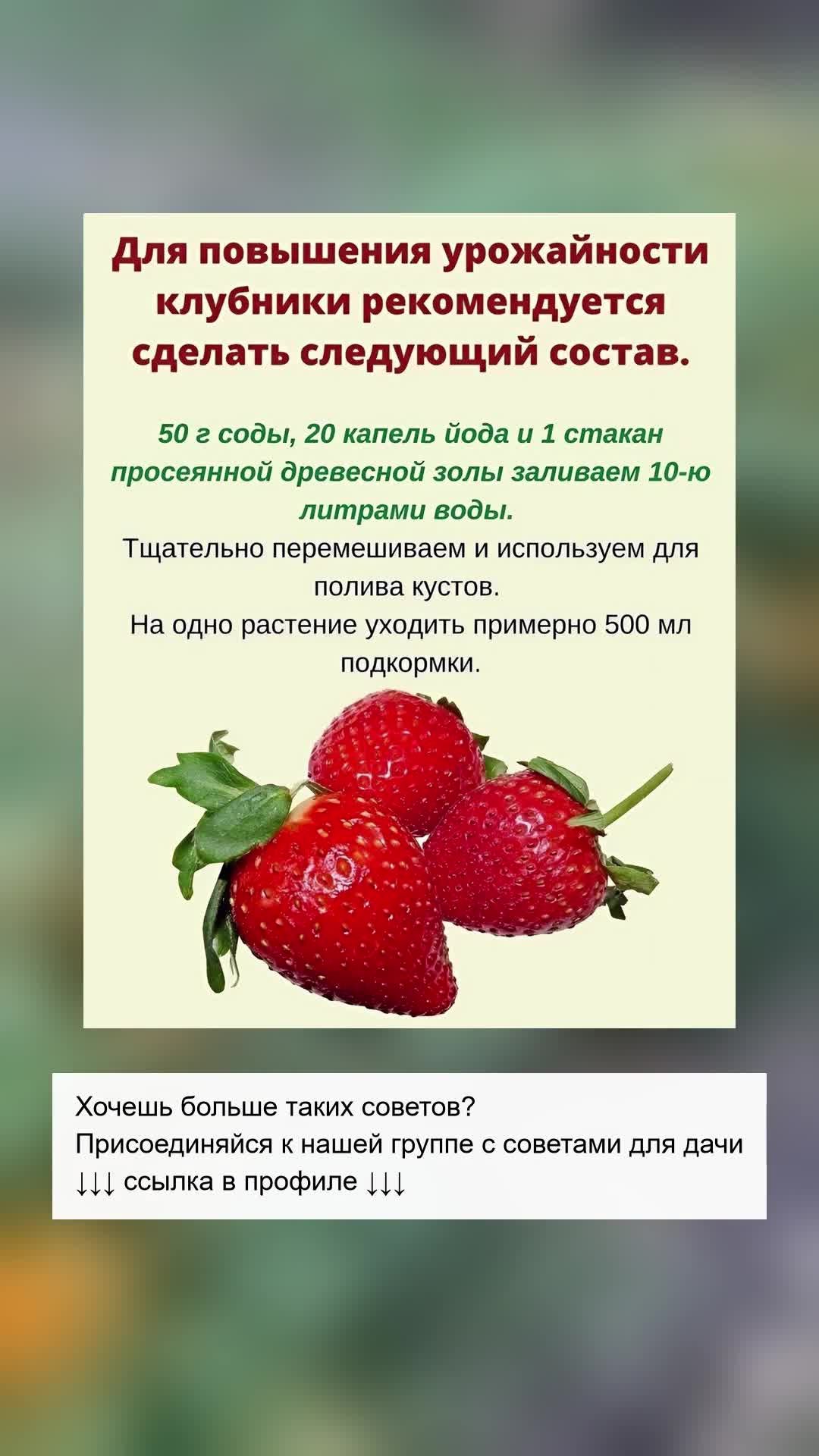 Как повысить урожайность клубники