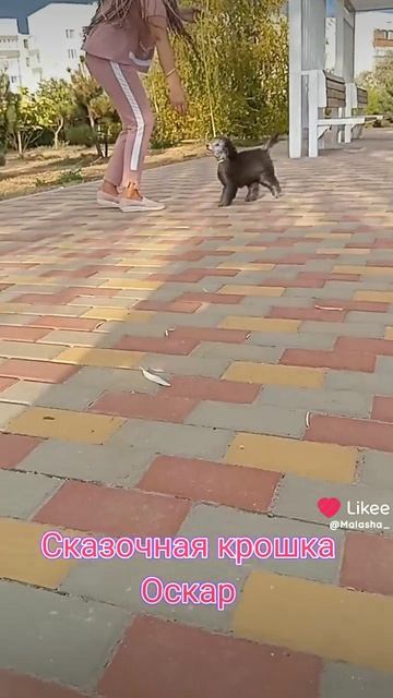Той пудель Оскар серебро