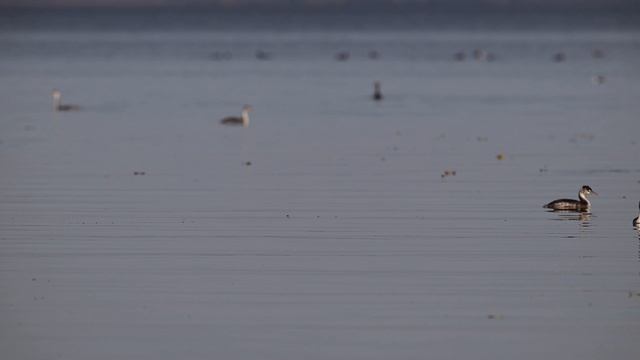 Так вот куда делись лысухи и поганки