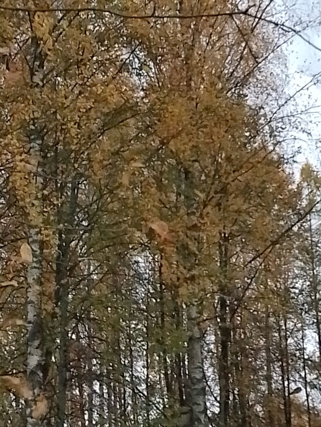 аааа