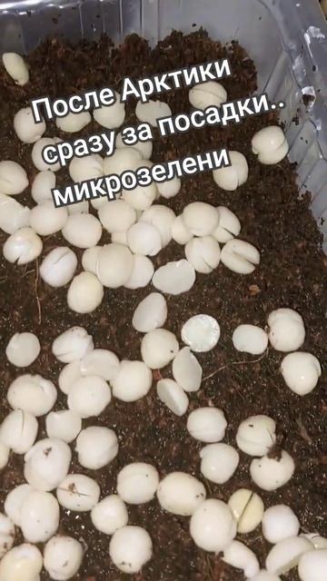 Хочется тепла и ..зелени! Сажу микрозелень с сыном. После оленины на севере, хочется зелени