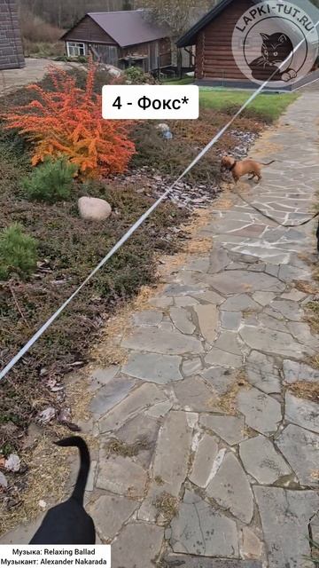 Приехали гости но и кота-босса не подводим 



лапкитут собакавдоме подготовка питомцы