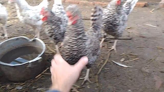 13 октября, куры, гуси