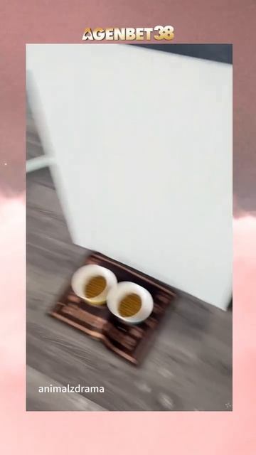 Кошатники поймут 🫣