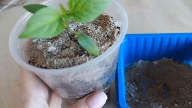 ТЕПЕРЬ БАЗИЛИК НА ОКНЕ ВЫРАЩИВАЮ ТОЛЬКО В БУТЫЛКЕ  БЕЗ ПИКИРОВКИ! ДЕЛЮСЬ СЕКРЕТАМИ !