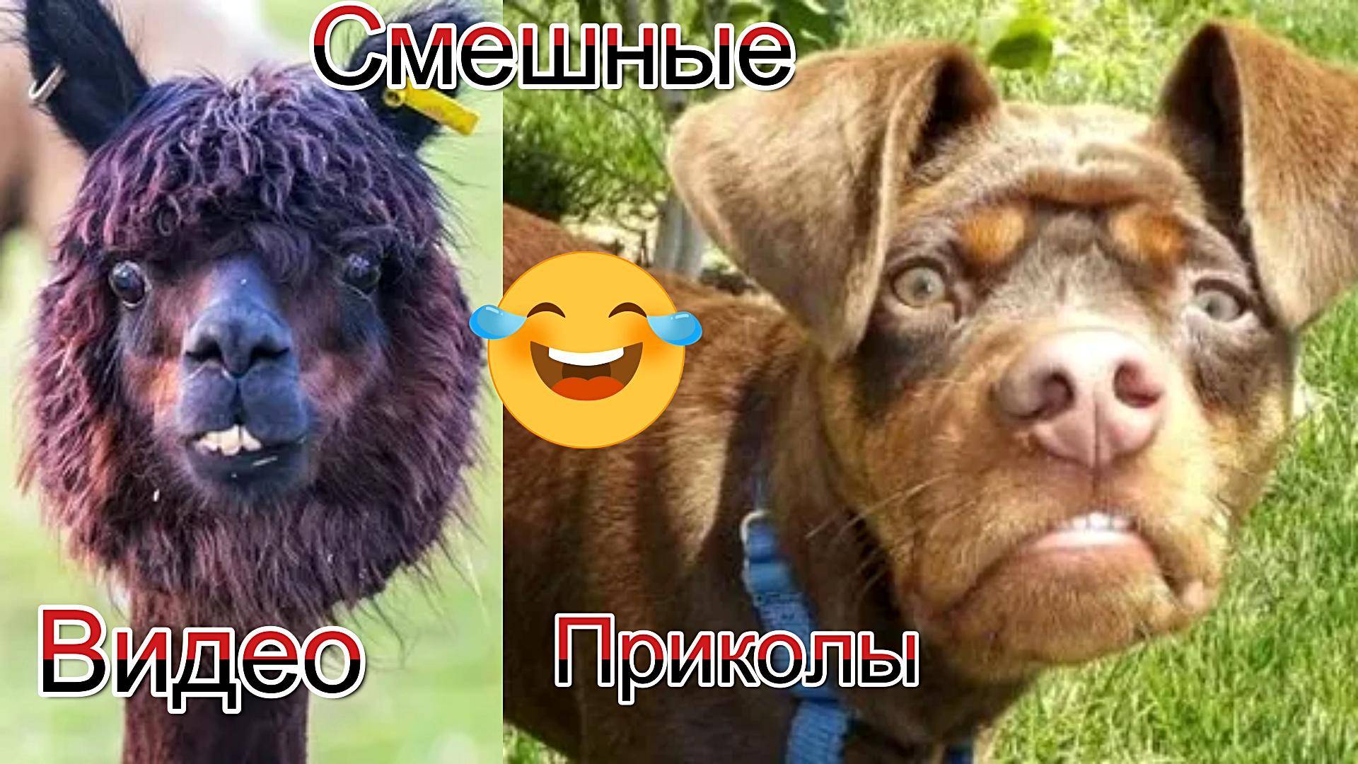 Самые смешные видео приколы|Юмор и Приколы