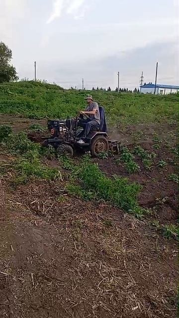 окучивание картофеля