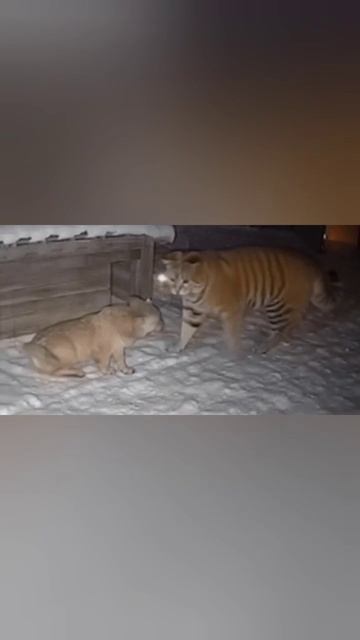 Тигрокот