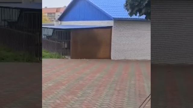 Семья из Сегежи приютила служебного лабрадора
