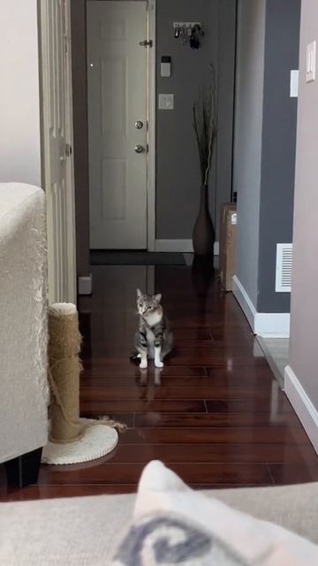 котик