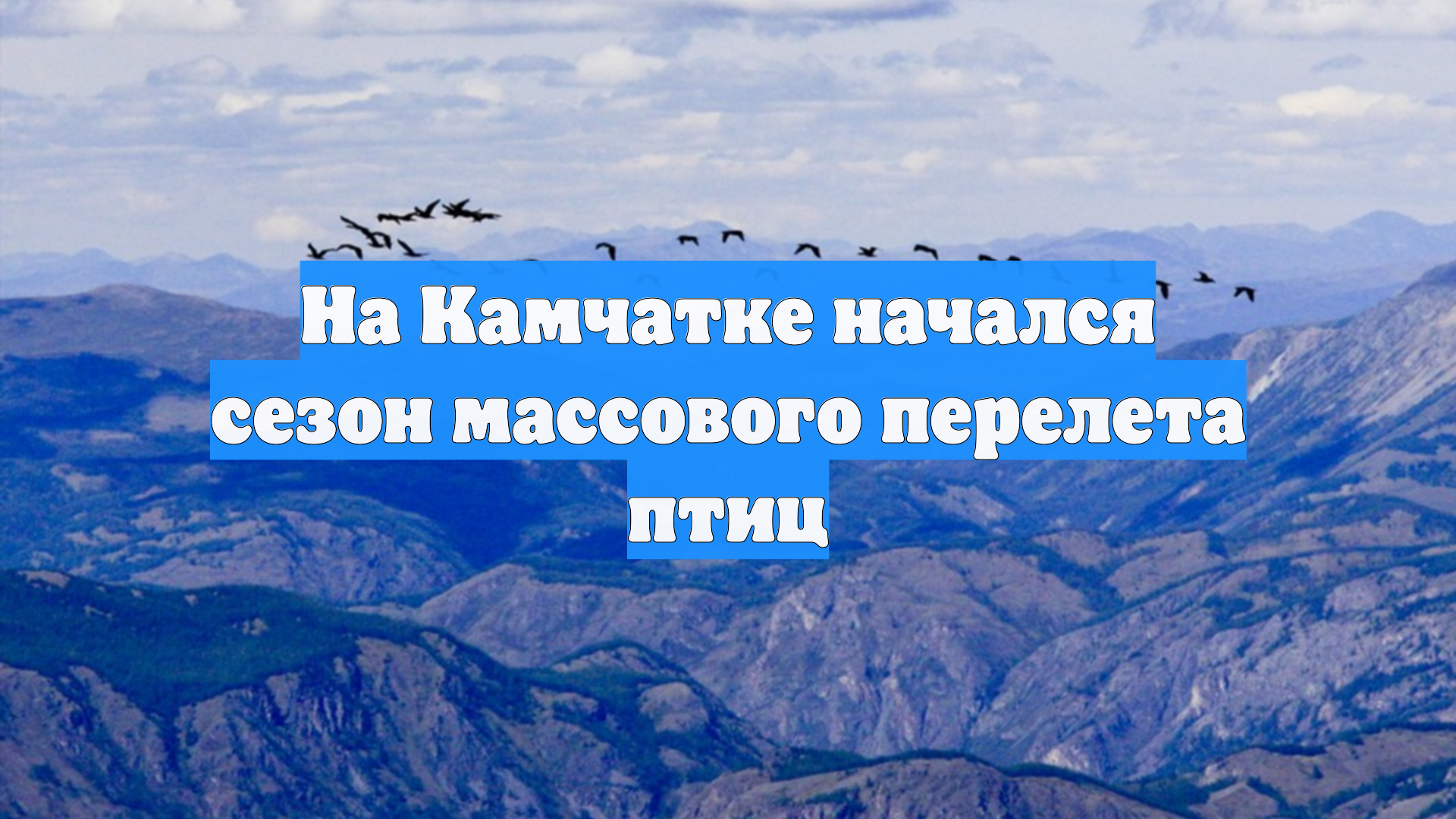 На Камчатке начался сезон массового перелета птиц