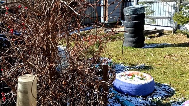 Сегодня накормили лису на даче от души . 13.10.2025