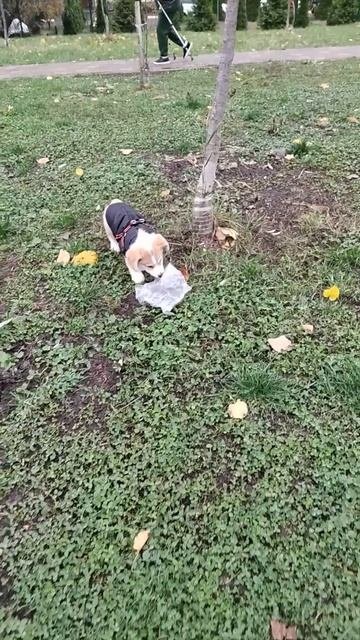 Наше с Коржиком первое видео