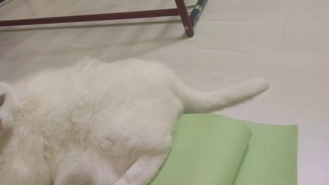 кот исполняет команды