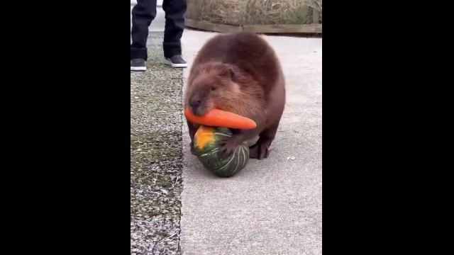 Бобёр тащит овощи