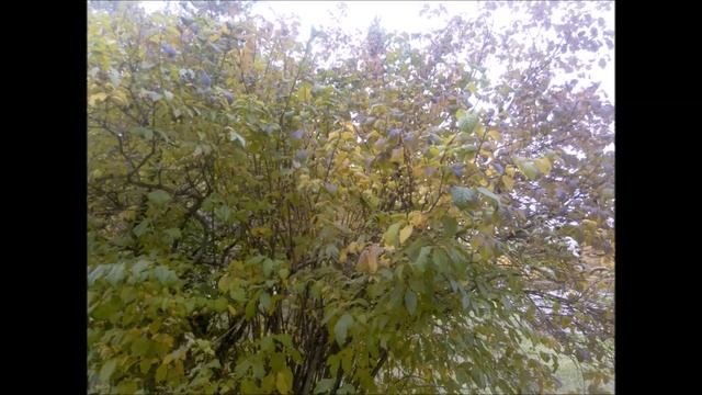 Осеннее настроение.