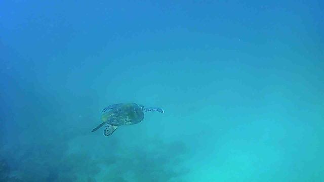черепаха, Фуджейра, Эмираты, ОАЭ, дайвинг в Эмиратах