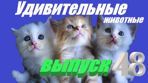 Удивительные животные выпуск 48
