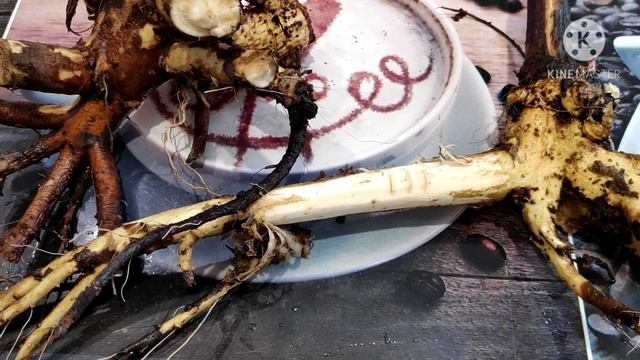 ДЕВЯСИЛ. ЛЕЧЕНИЕ ЖЕЛУДКА, АСТМЫ, АРТРИТА и других болезней .УНИКАЛЬНОЕ РАСТЕНИЕ