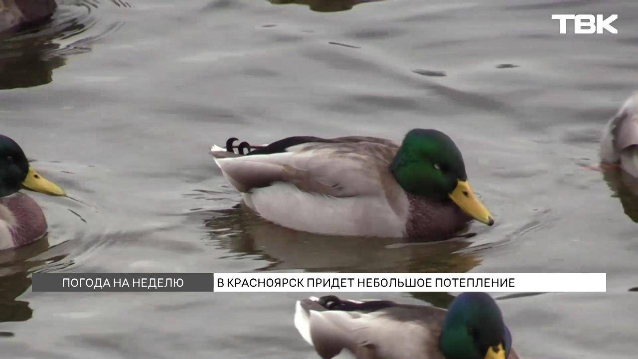 До 4C и почти без снега: прогноз погоды на рабочую неделю в Красноярске