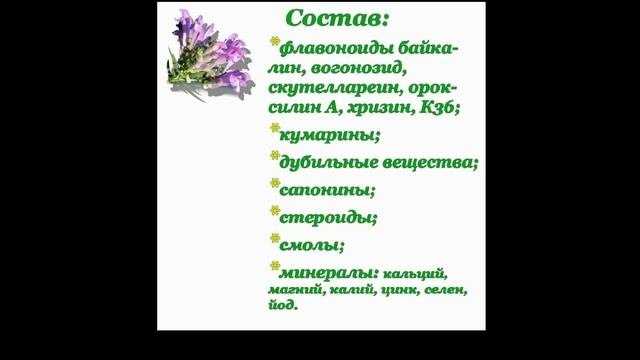 Шлемник байкальский Лечебные свойства