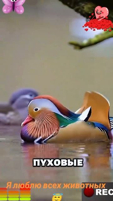Я люблю всех животных😇
