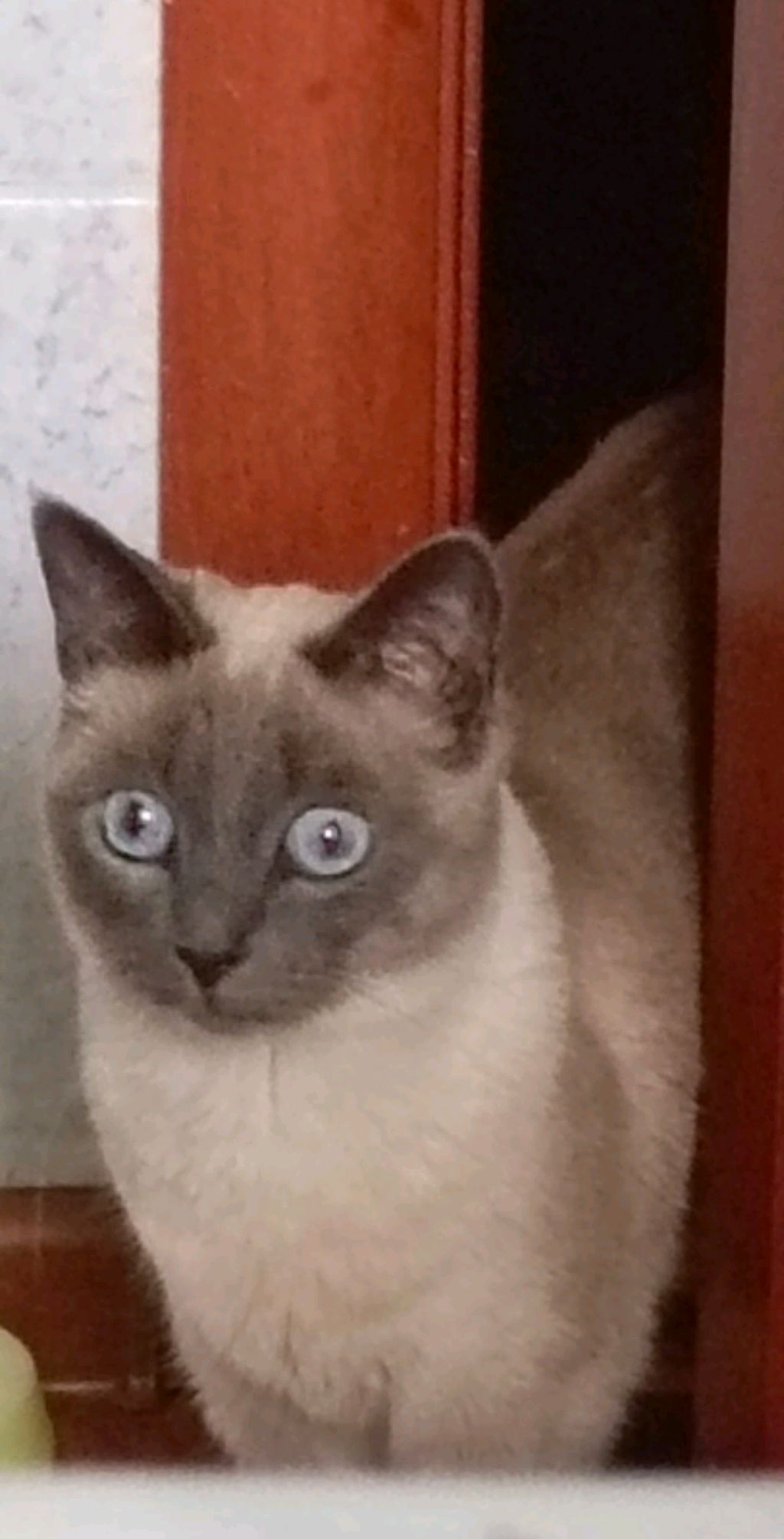 мой 1прямой эфир