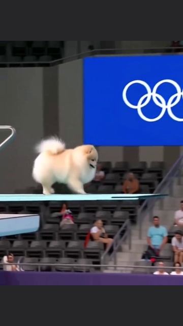 🤣🤣 Собачья олимпиада