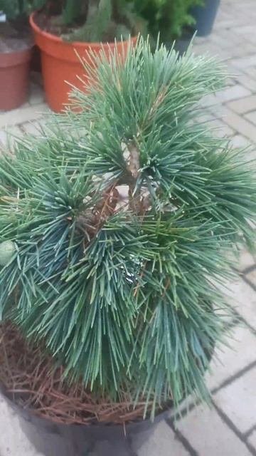 ❤🌲Кедр Хеджхог ливанский
✔Продажа растений в телеграм канале:
Https://t.me/love_is_hvoiny_dvorik
🚛🪴О