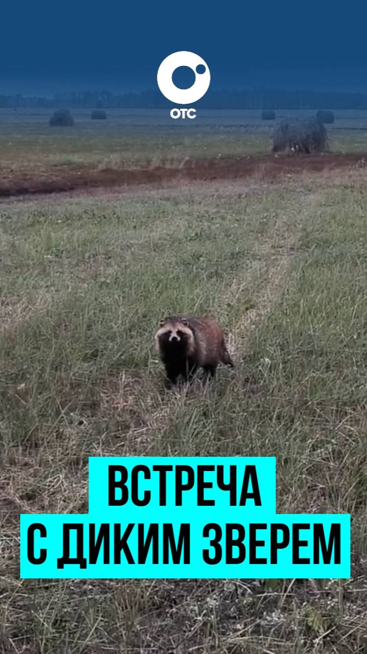 Енотовидную собаку заметили в Барабинском районе Новосибирской области