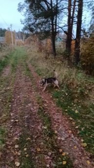 Заряжаю загородной жизнью.