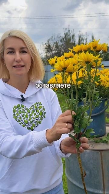 Как получить огромные бутоны хризантем? сад хризантемы цветывсаду советы дачнаяжизнь