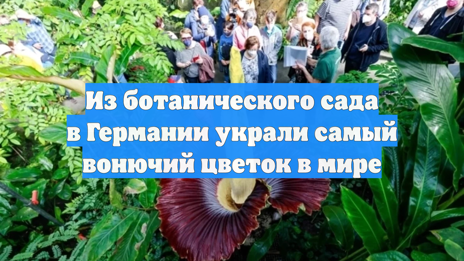 Из ботанического сада в Германии украли самый вонючий цветок в мире