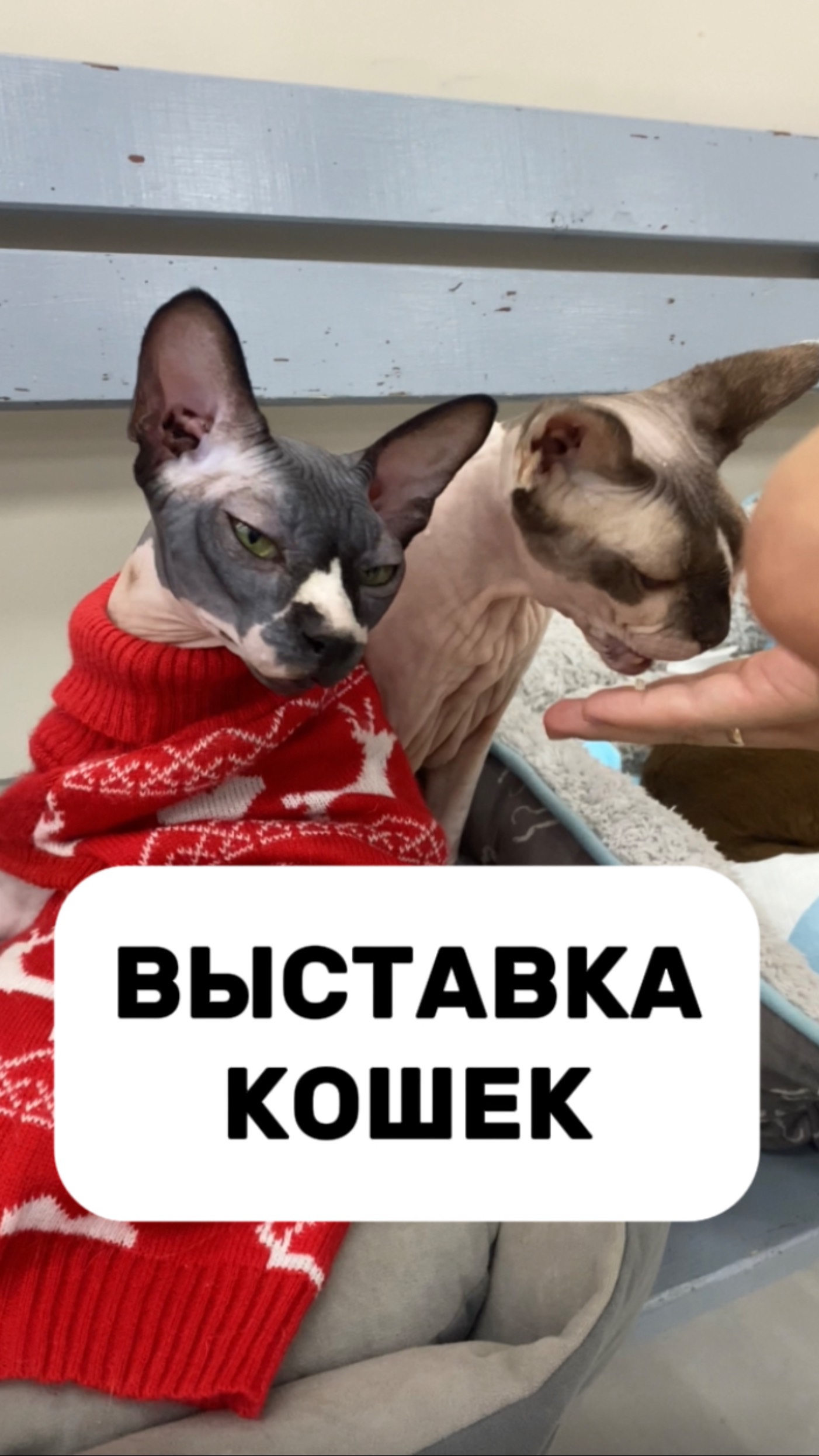 Посетили выставку кошек