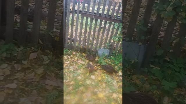 ути ПОДСАДНЫЕ, есть и на продажу. порода:Чубарые, Смоленская губерня