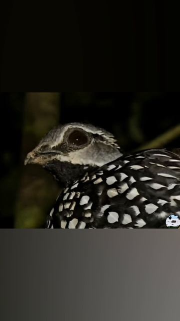 Лесной турач Peliperdix Lathami