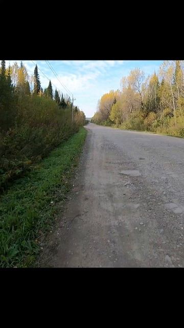 «Почему замолчали птицы?»