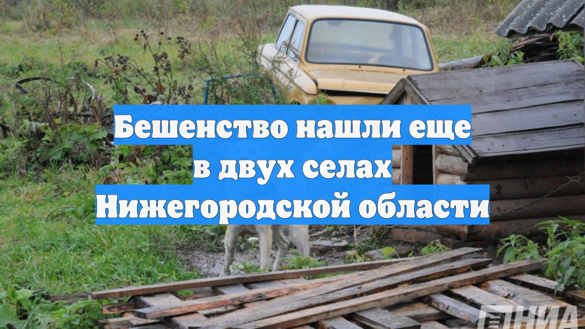 Бешенство нашли еще в двух селах Нижегородской области