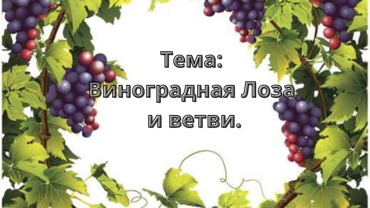 Виноградная Лоза и ветви.