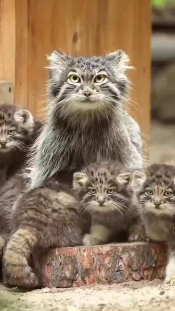 котики