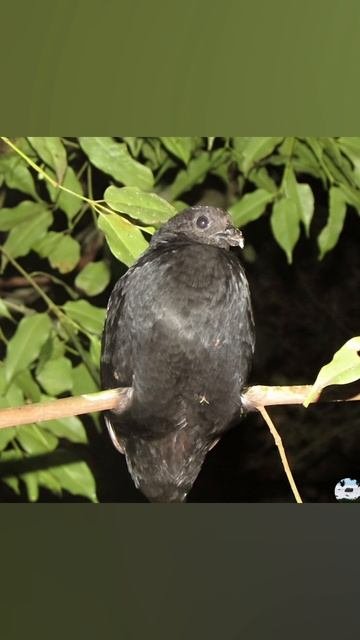 Чёрная куропатка Melanoperdix Niger