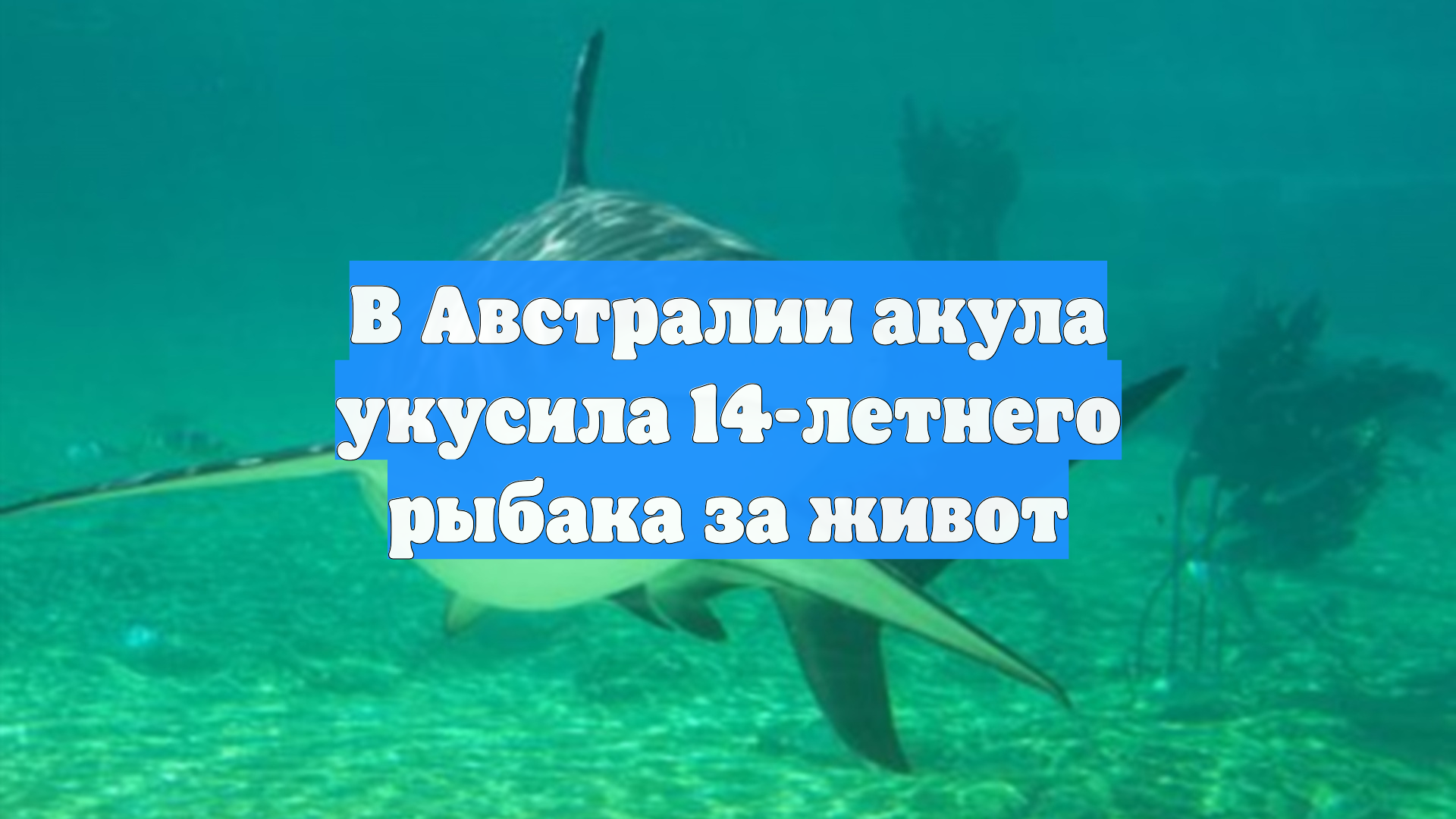 В Австралии акула укусила 14-летнего рыбака за живот