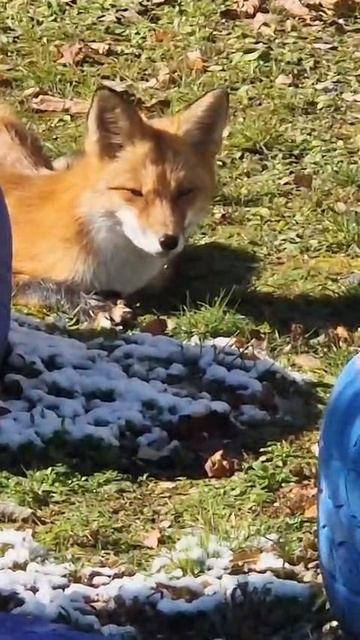 Ну вот нажралась от души лиска аж глаза прищурила и осмелела в плотную начала подходить 😁 . 13.10.2