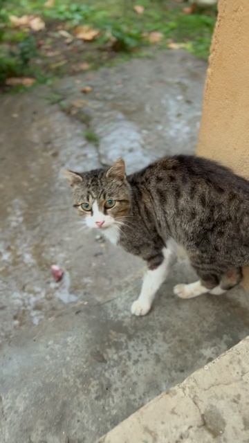 Самая Красивая КОШКА