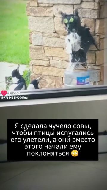 Ну как с этим жить???🤣#юмор #смешно #смешныевидео #смех #смешные #смешныевидео #птицы #умора